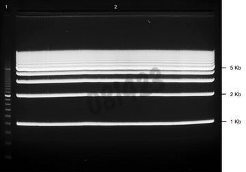 Gel preparatif agarose 1% tae avec bet 1+1 puits 5 pcs