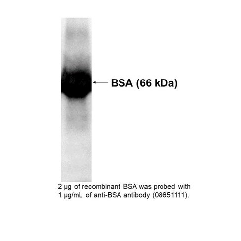 Albumin bovine polyclonal antibody 2 mL