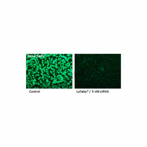 Réactif de transfection lullaby sirna 1000 µl