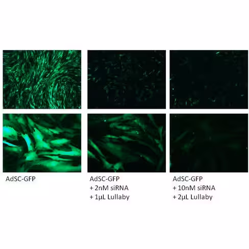 Réactif de transfection lullaby stem sirna 500 µl