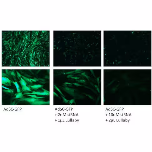 Réactif de transfection lullaby stem siRNA 1000 µl