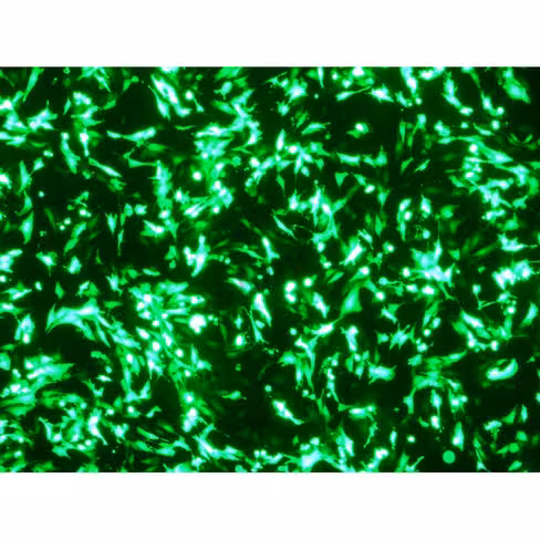 Réactif de transfection helix-in dna 500 µl 1 Kit