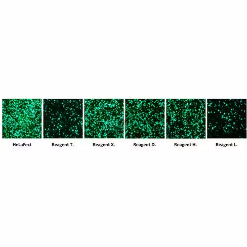 Réactif de transfection helafect 1 ml