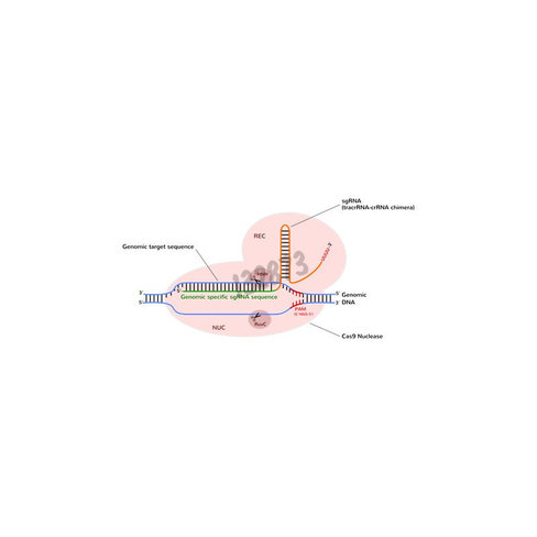 Nucléase cas9 50µg + prodeliverin crispr 100µl 1 Kit