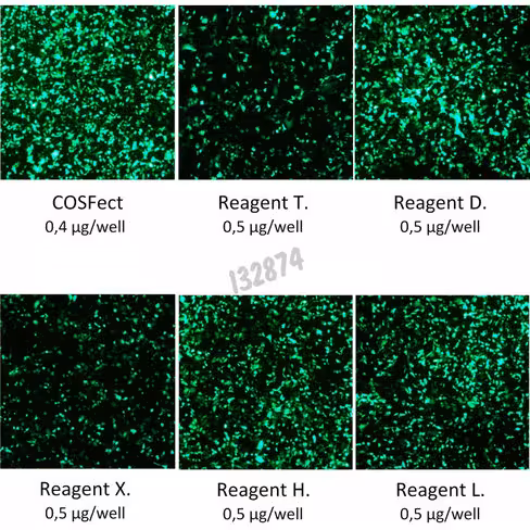 Réactif de transfection cosfect 500 µl