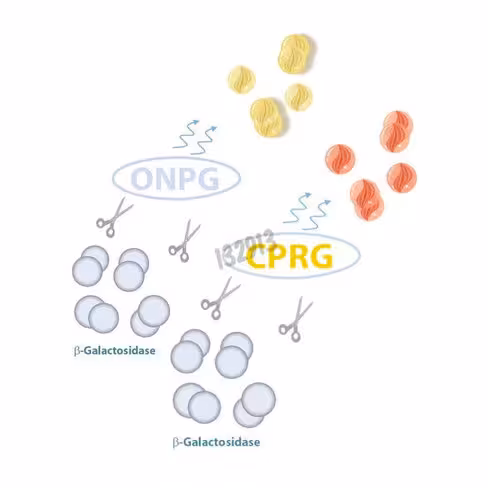 Kit onpg b gal 1 Kit