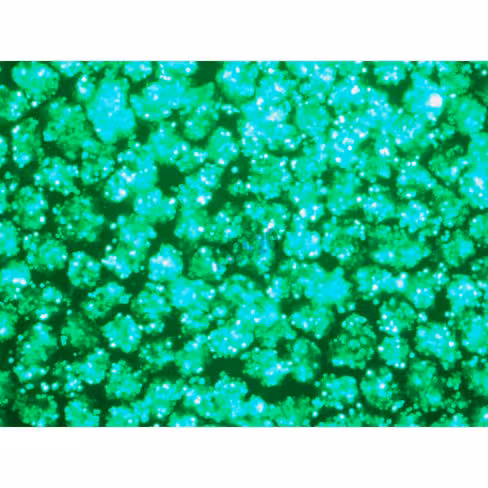 Réactif de transfection hype-293 1,5ml + b293 5 ml 1 Kit