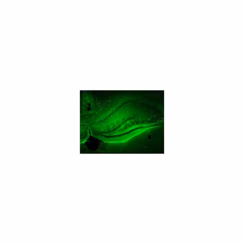 Réactif de transfection brainfectin in vivo 500 µl
