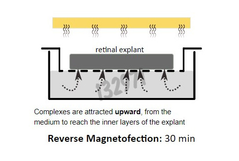 Réactif de transfection xpmag explant kit de démarrage 1 Kit