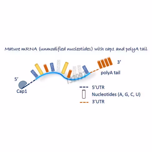 ARNm spike sars cov-2 delta non modifié 100 µg