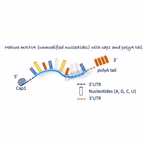 ARNm spike sars cov-2 delta non modifié 1 mg