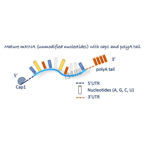 ARNm gfp non modifié 100 µg