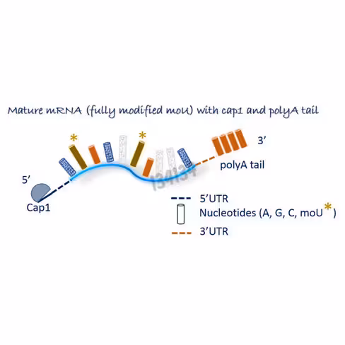 Cre ARNm - cre reconbinase 20 µg