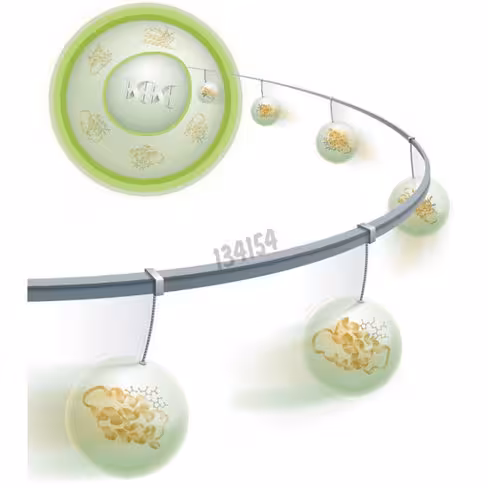 Réactif de transfection pro-deliverin 250 µl 1 Kit
