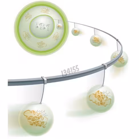 Réactif de transfection pro-deliverin 500 µl 1 Kit