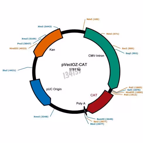 Plasmide pvectoz-cat 25 µg