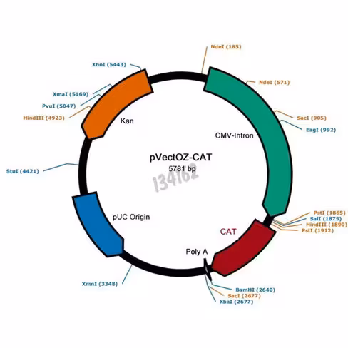Plasmide pvectoz-luc 25 µg