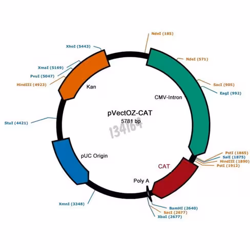 Plasmide pvectoz-cat 100 µg
