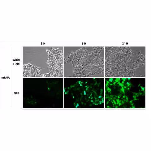 Réactif de transfection rmesfect 1 ml