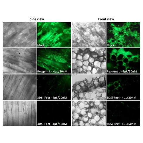 Réactif de transfection si3d fect 250 µl