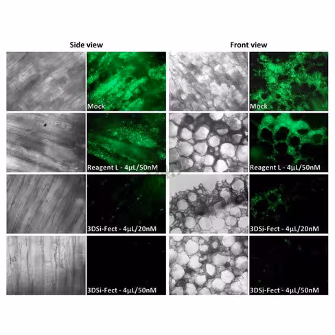 Réactif de transfection si3d fect 500 µl