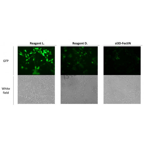 Réactif de transfection si3d fectin 250 µl