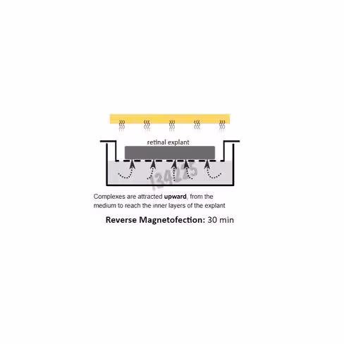 Réactif de transfection xpmag explant 250 µl 1 Kit