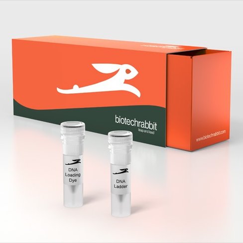 Echelle 100 bp adn tampon de charge 6 pcs