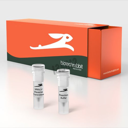 Mmulv reverse transcriptase (200 u/µl) 500000 unités
