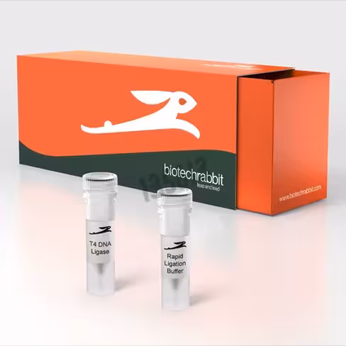 T4 dna ligase rapide 600u/µl 180000u pour 300 réactions