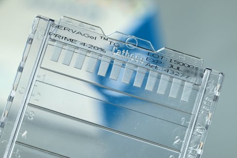 Tampon laemmli 10x pour sds-page 10l