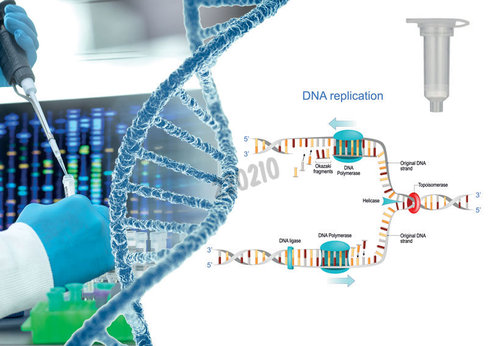 Bst adn polymerase exo- 500 unités