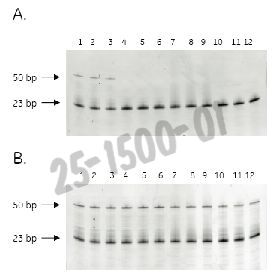 Hot start master mix 100 Réactions