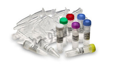 Rtg rapd analysis beads billes pcr illustra ready-to-go 100 Réactions