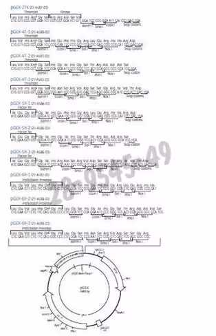 Pgex-4t-1 vector 25µg