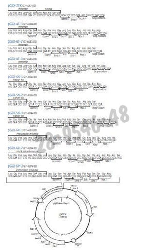 Pgex-6p-1 vector 25 µl