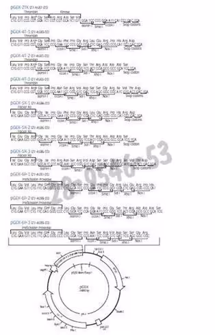 Pgex-2t vector 25µg