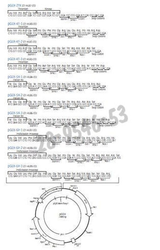 Pgex-2t vector 25µg