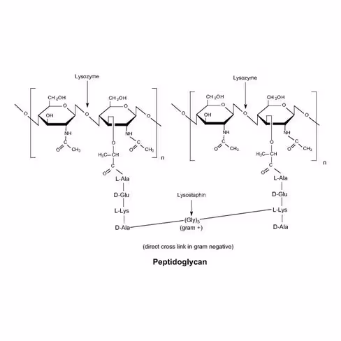 Lysozyme 9000 Sugar U/mg solid from chicken eggwhite 5 g