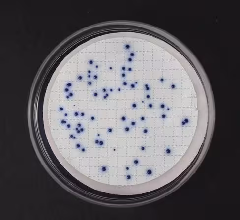 Milieu easydry pour determination e.coli 100 pcs