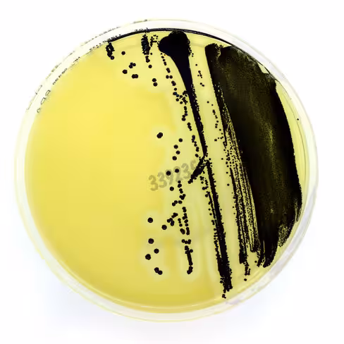 boite precoule diametre 90mm tsa avec sang mouton