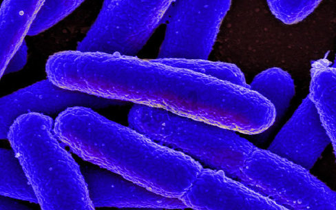 Pma real-time pcr bacterial viability kit - e. coli (uida) pmaxx 1 Kit