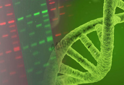 Colorant pour acides nucleiques page-gelred 1x dans l eau 4 l