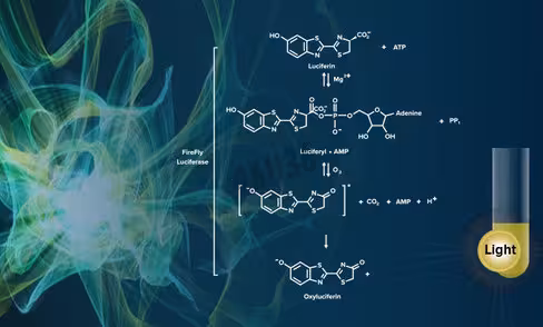 Kit firefly luciferase 1000 réactions