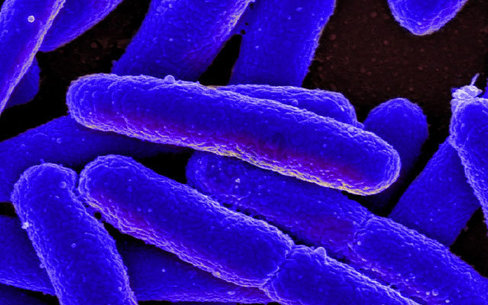Bactoview green live fluorescent bacterial stain 20 µl