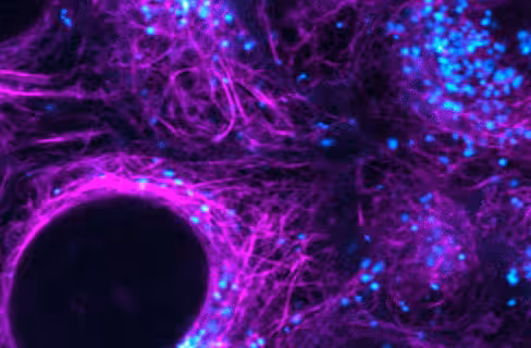 Alpha-bungarotoxin, cf568 100 µg