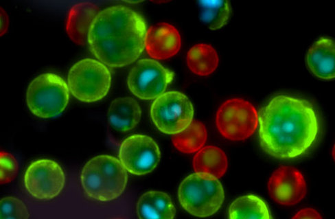 Resazurin cell viability assay kit 10000 réactions