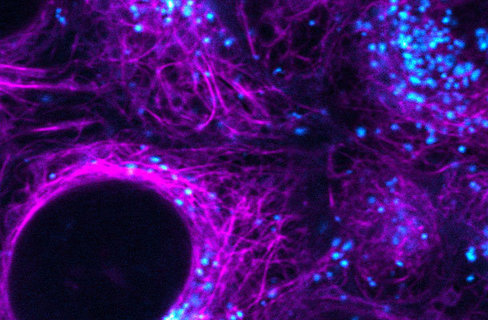 Cellbrite nir790 cytoplasmic membrane dye 100 µl