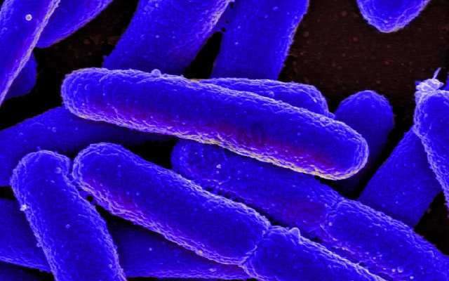 Yeast viability staining kit (green/red) 1 kit