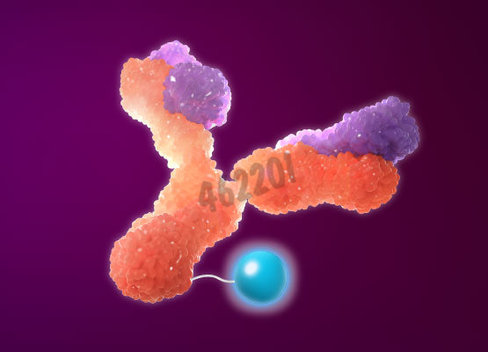 Mix-n-stain cf594 antibody labeling kit, 3x(5-20µg) labeling 1 kit